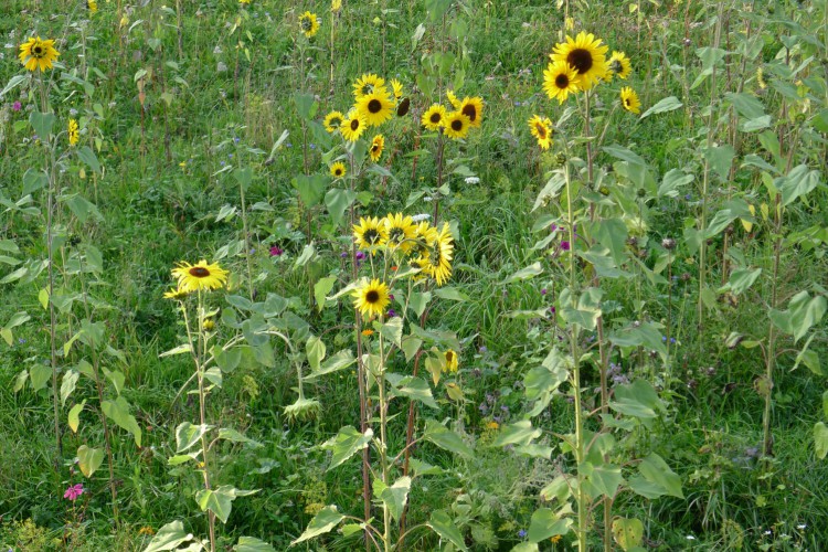 Blumenwiese