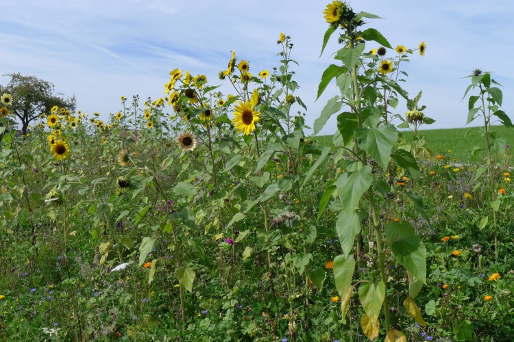 Blumenwiese