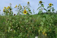 Blumenwiese