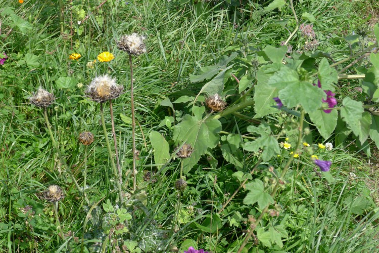 Blumenwiese