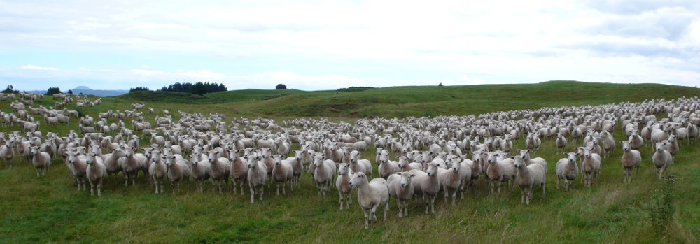 Schafe Neuseeland