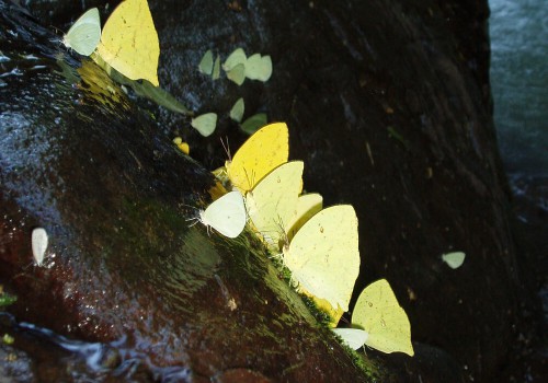 Schmetterlinge Auf Fels