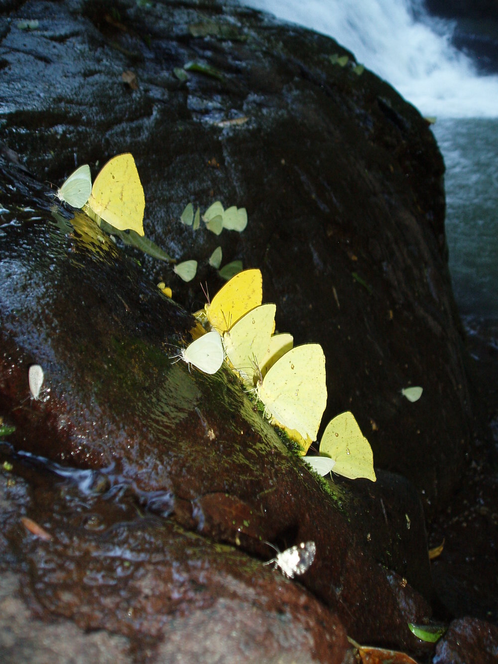 Schmetterlinge auf Fels