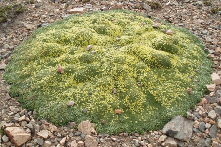 Tellergrün Im Geröll