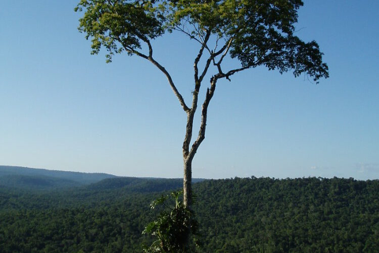 Urwald Argentinien